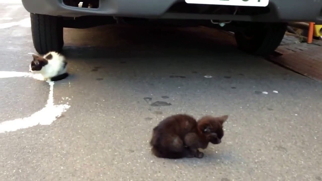 生まれたばかりの　ねこちゃんに母親がしつけをします。(=^・^=)
