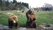 Two Bears Waving Hands - Amazing Videos