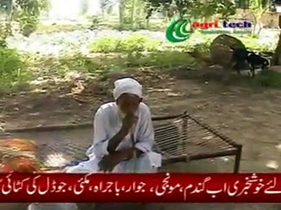 wheat cutter,paddy harvester,wheat,Mini Harvester _ Wheat Harvester_Grass cutter_wheat cutter_sugercane harvester - Video Dailymotion