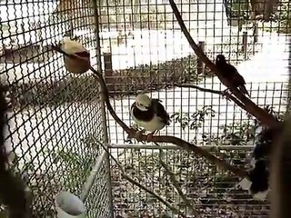 Funny REDRUM Bird - Thailand