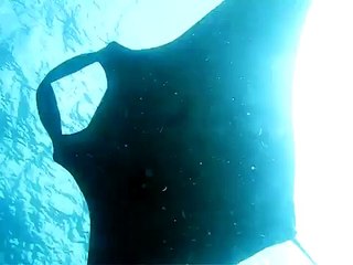 ROSATI DANIELE SUB PRATO IMMERSIONE MANTA GIGANTE DIVE