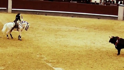 Horse biting bull - HD