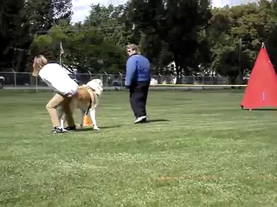 UKC TOTAL DOG - Central Asian Shepherd