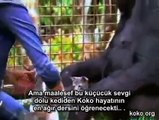 Koko - İşaret Dili ile Konuşan Goril