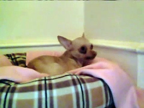 funny dog named sunny howling to ringtone YOU NEED TO WATCH