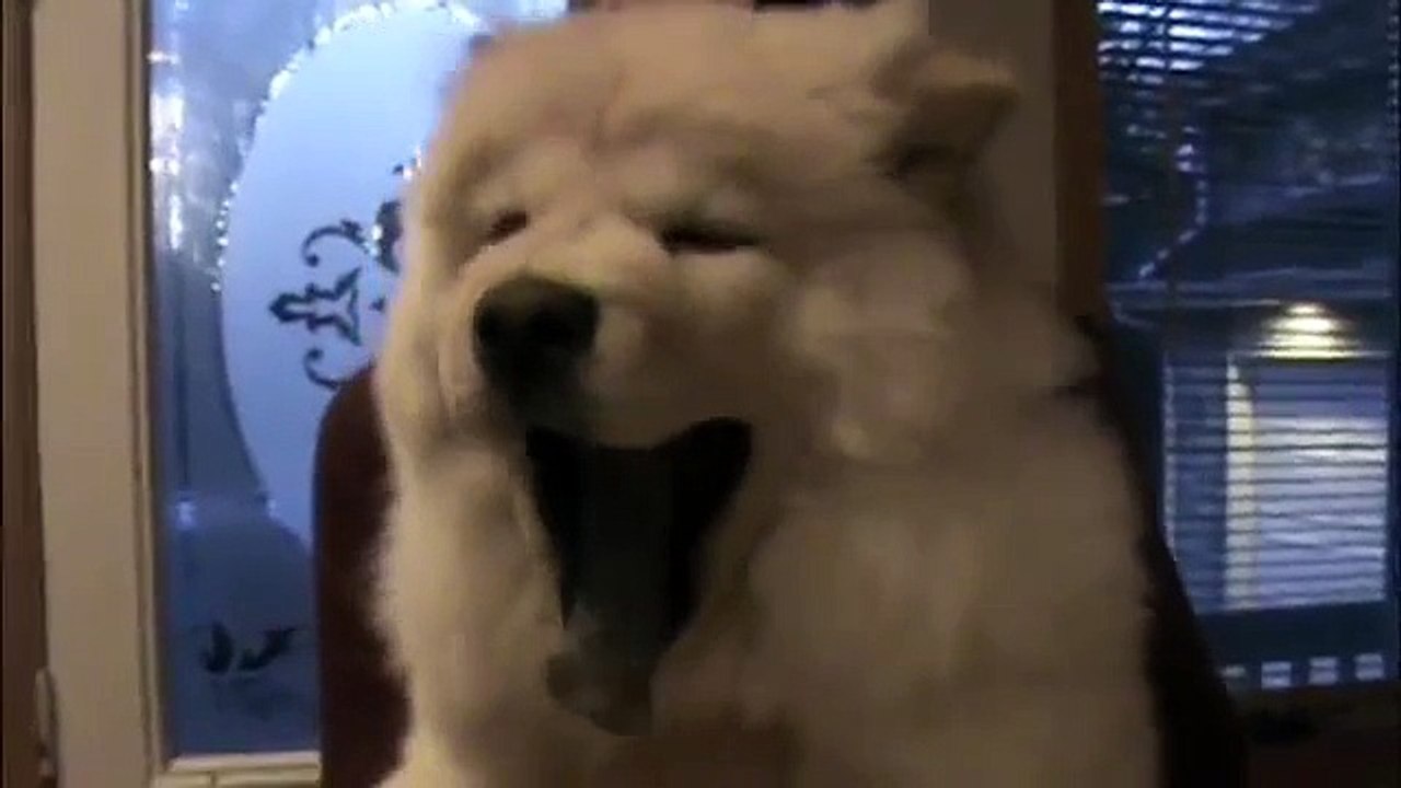 Harley the chow chow