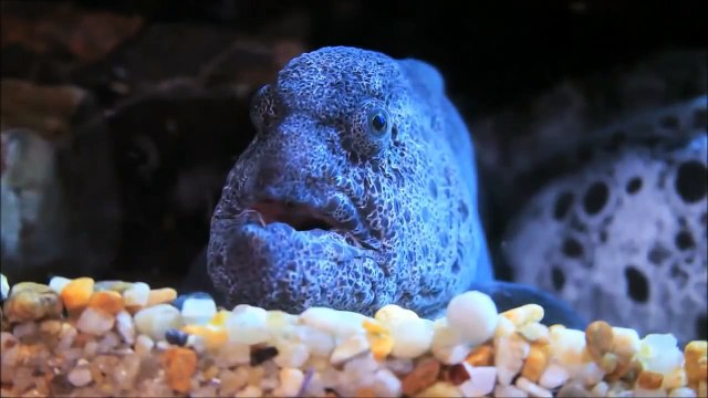 Dancing Jelly fish | Aquarium fish life