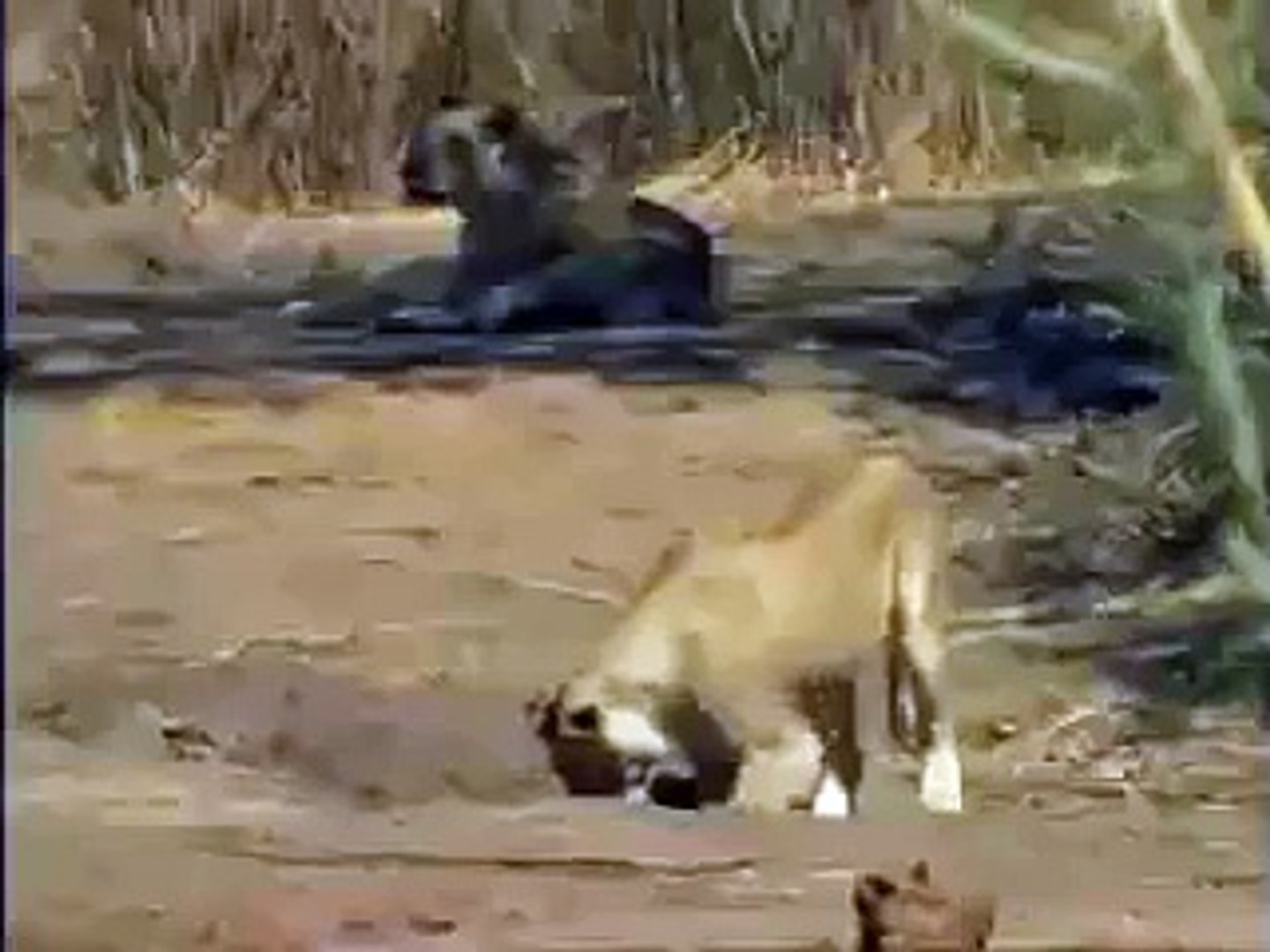 鰐編 ワニの共食い Video Dailymotion