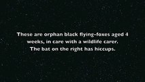 Bat has hiccups