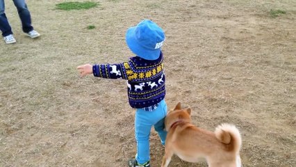 柴犬ゴン太とふみ君40 逆襲（？） Shiba Inu & Baby