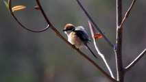 Bull-headed Shrike mimics other bird's songs　野鳥　モズのものまね歌