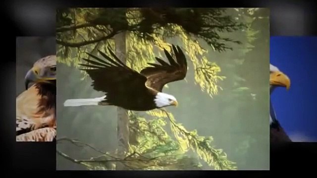 Eagle Spirit on the Native American Flute, Charles Littleleaf
