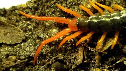 Dangerous baby centipede (Scolopendra subspinipes dehaani)
