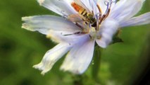 Hoverfly Close Up on a Wild Chicory Flower