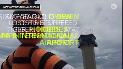 Tampa International Airport Gives VIP Tour To A Stuffed Tiger