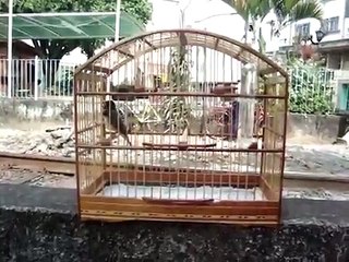 Coleiro TUI TUI canto lindo