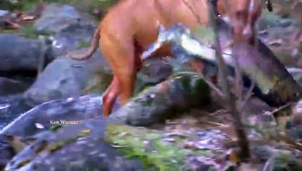 Dogs fishing catching HUGE fish - Incredible Pitbull - Video Dailymotion