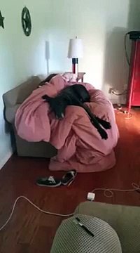 Un grand chien fuit par la petite porte