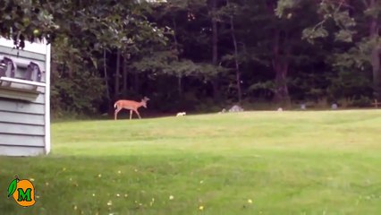 French Bulldog Plays with Deer