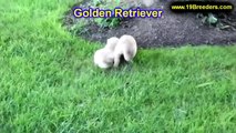 Golden Retriever, Puppies, For, Sale, in, Birmingham, Alabama, AL, Montgomery, Tuscaloosa, Jefferson