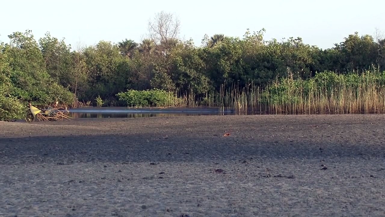 Fiddler Crabs Gambia