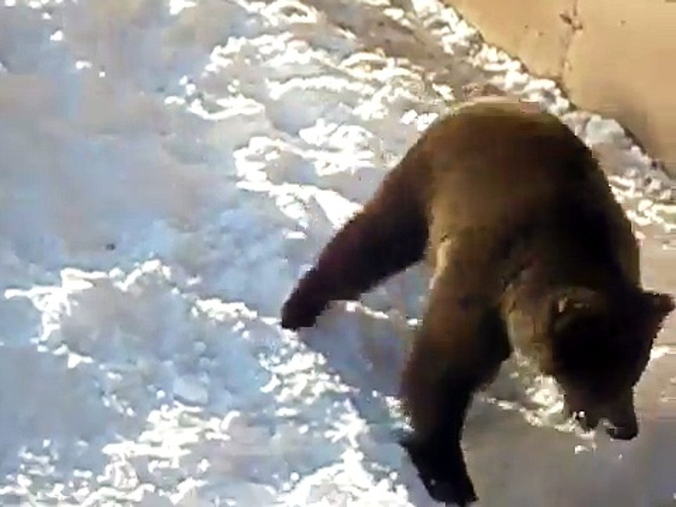 Razigrani medo u Pionirskoj dolini