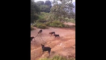 King Cobra vs 5 Dogs - Amazing Videos