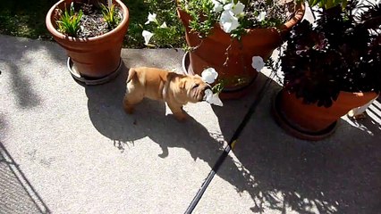 8 week old Shar Pei puppy "Romeo" playing in backyard in HD
