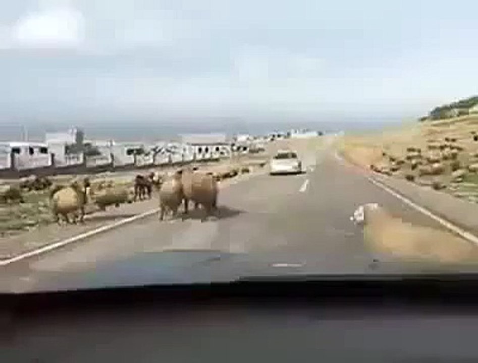 Ram Vs. Camry - Funny Videos