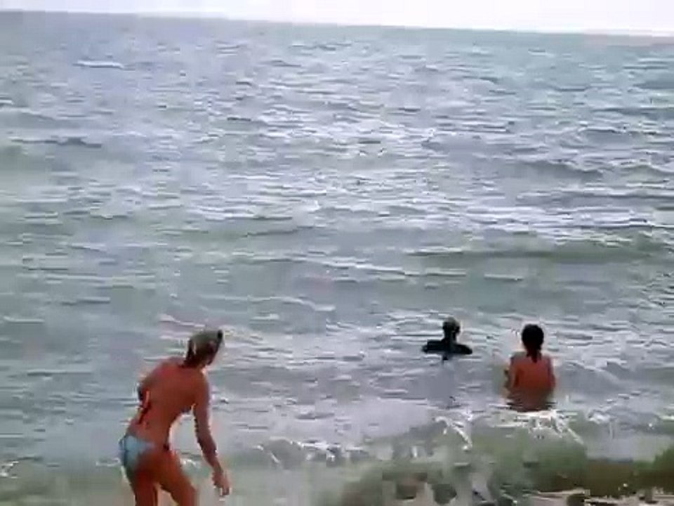 Dave the Dolphin