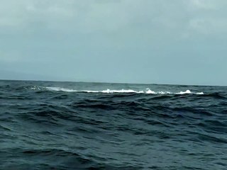 Whale watching in Maui