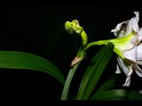 Amaryllis Blooming