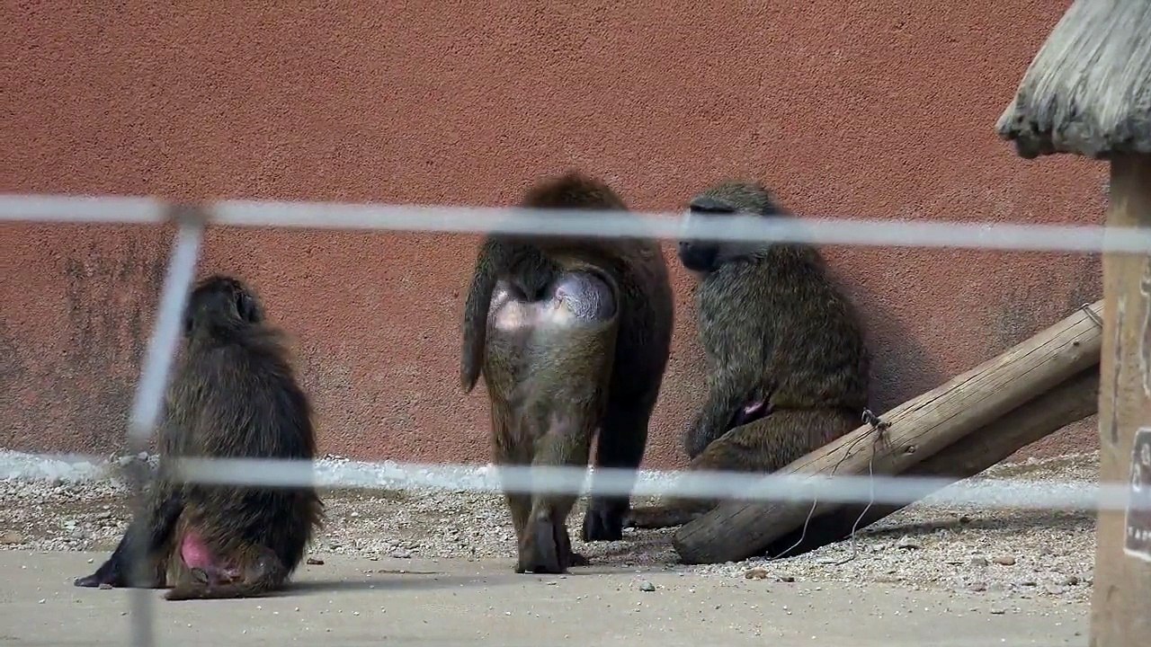 아누비스 개코 원숭이 ( Anubis Baboon )