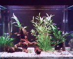 40g Freshwater Tropical Aquarium with Baby Bristlenose Plecs