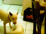 miniature bull terriers play fighting