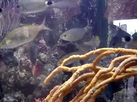 décoration entretien d' un aquarium eau de mer med