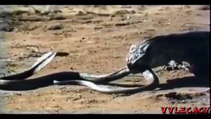 King Cobra Vs Komodo Dragon Amazing Deadliest Fight.