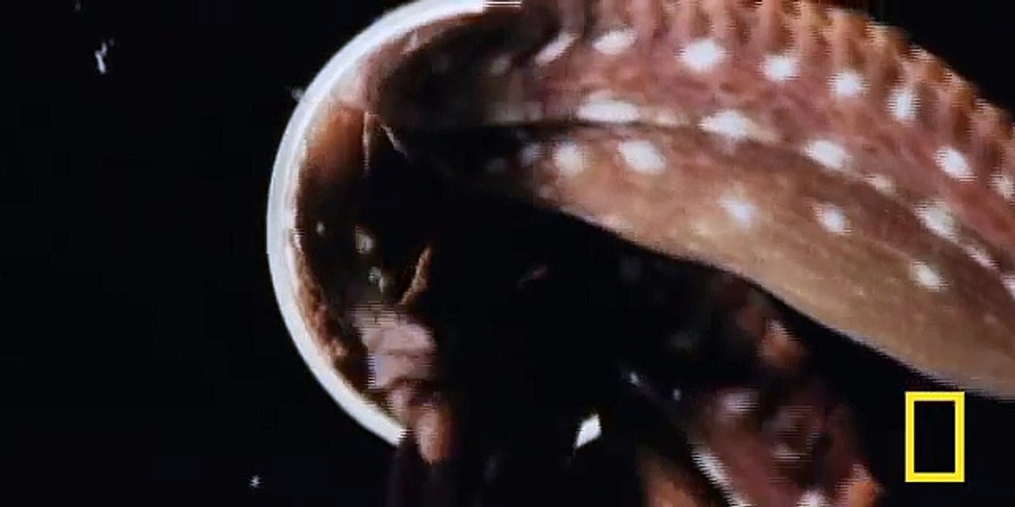 Octopus Squeeze