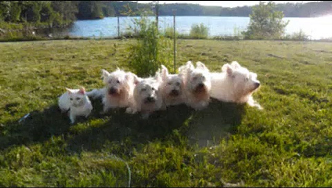 6 White Fluffy Babies