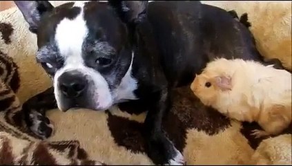 Boston Terrier helps groom baby Guinea Pig