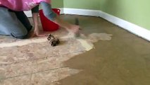 Brown Paper Bag Floor Staining Floor Video Dailymotion