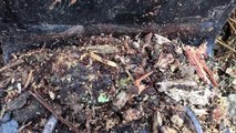 Survival Techniques: Emergency Food Sources: Small Wood-Eating Grub Worm