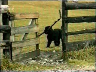 cane non troppo furbo