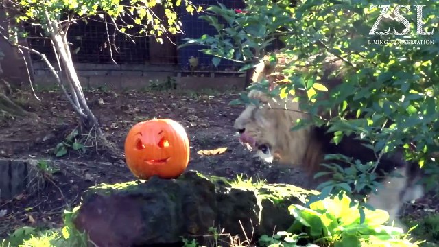 Animals celebrate Halloween at ZSL London Zoo