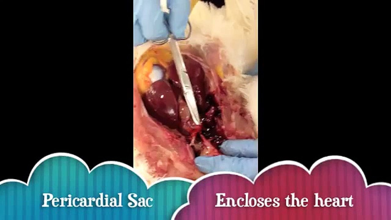 Chicken Dissection