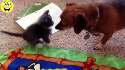 ---Funny Cats Compilation - Funny Videos 2015 - YouTube