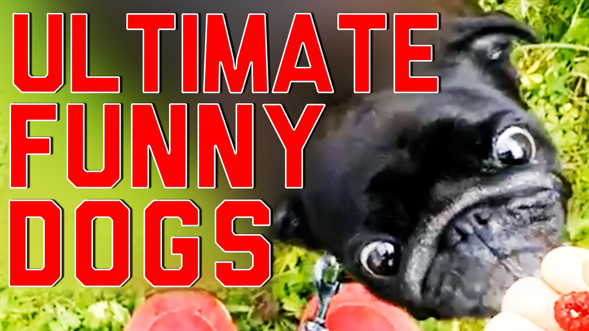 Funny Dogs Compilation - Funny Dogs Fail 2016 NEW HD [Most See