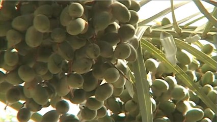 البصرة تعاني تراجع أعداد بساتين النخيل