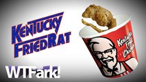KENTUCKY FRIED RAT: Los Angeles Man (Allegedly) Finds Fried Rat In His Bucket Of Chicken