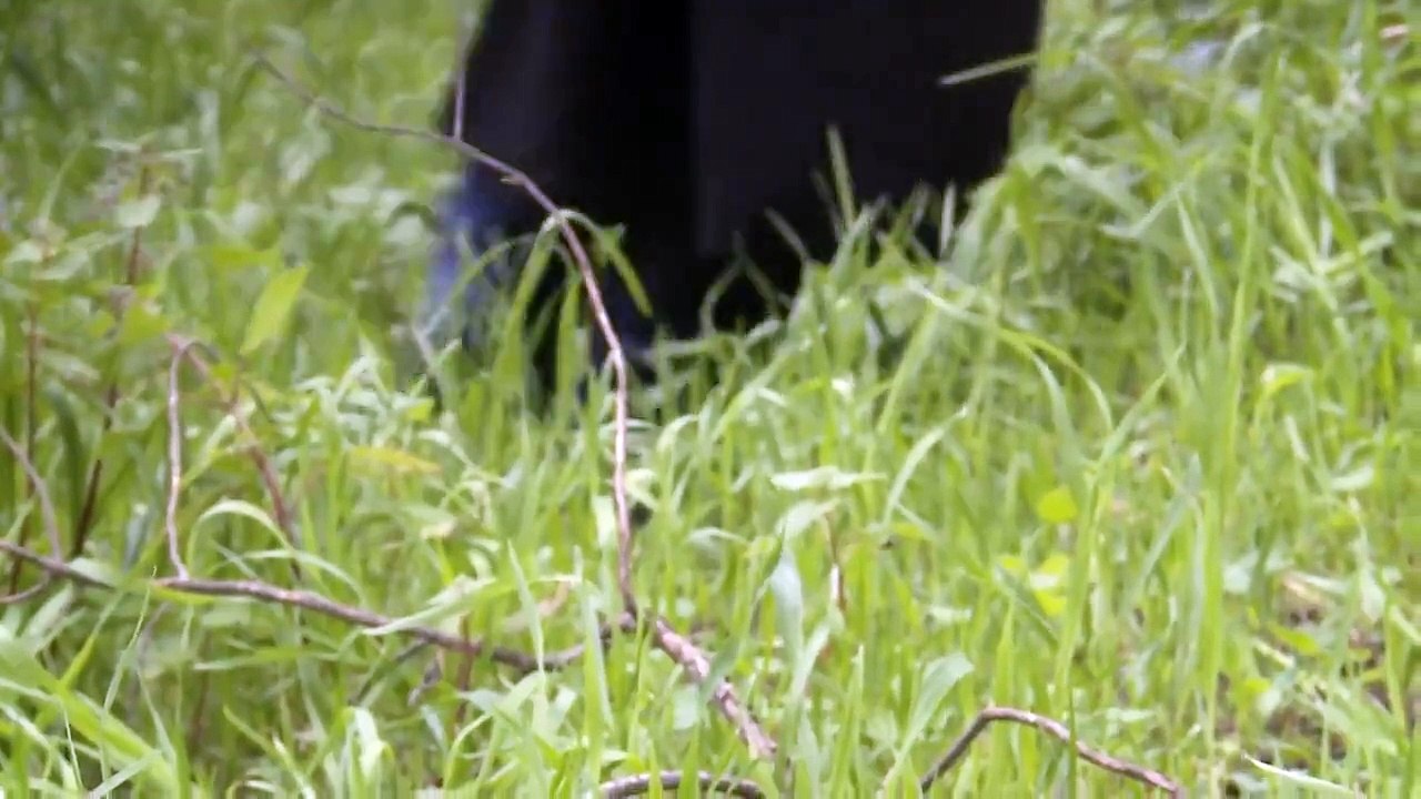 The Village Under The Forest documentary